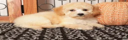 Bichpoo dogs for sale: Nova Shy Poochon  - Ad 1