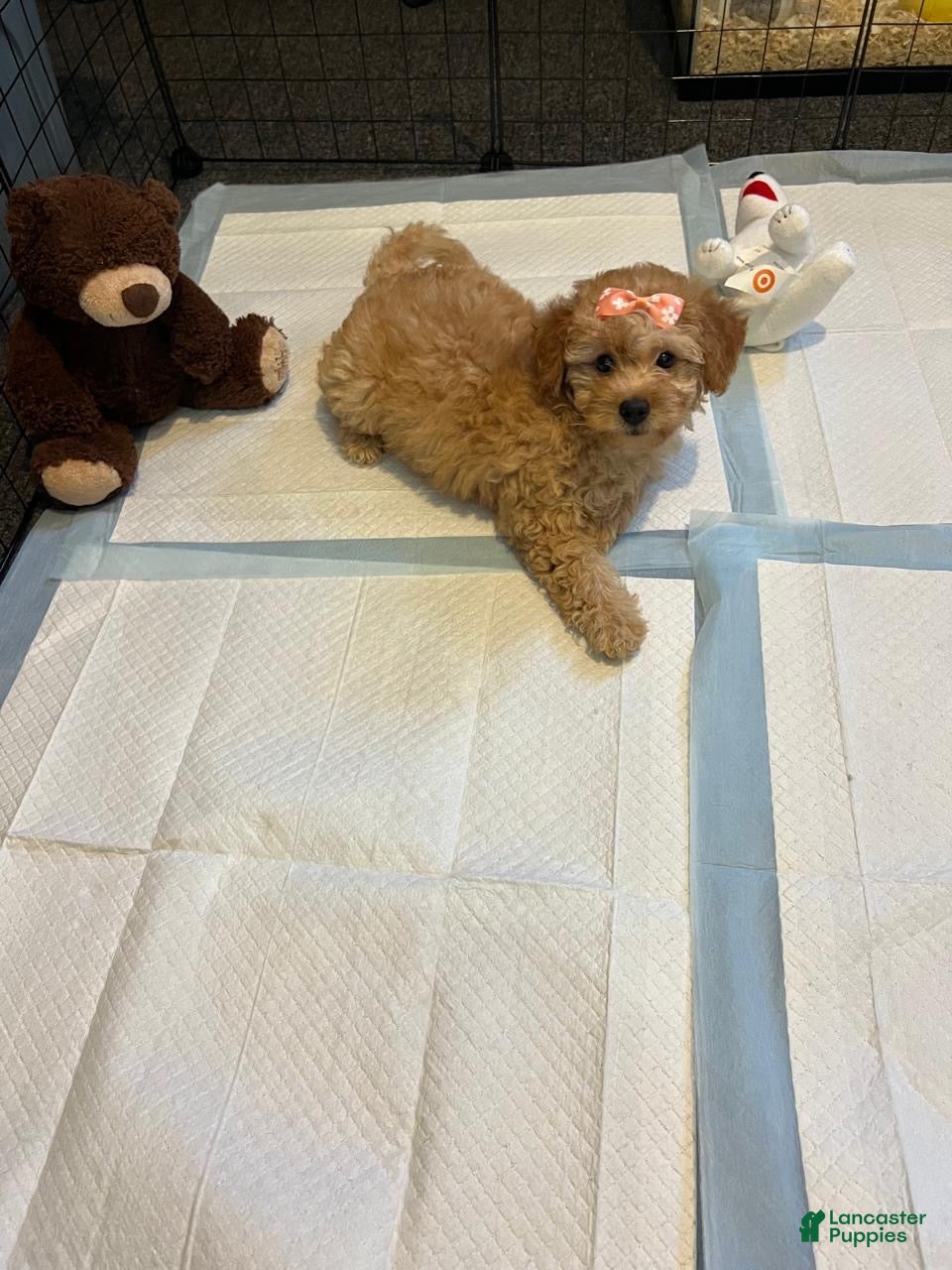 Toy Poodle dogs for sale: Lola  - Ad 2