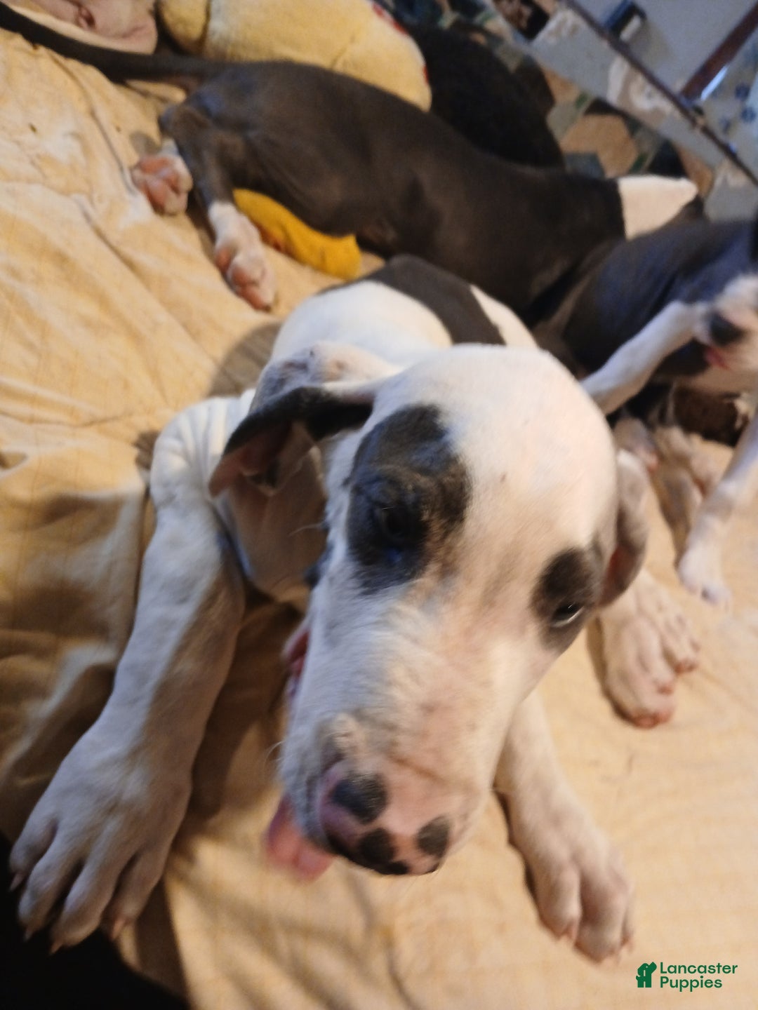 Great Dane dogs for sale: Great Dane Puppy 1 - Ad 2