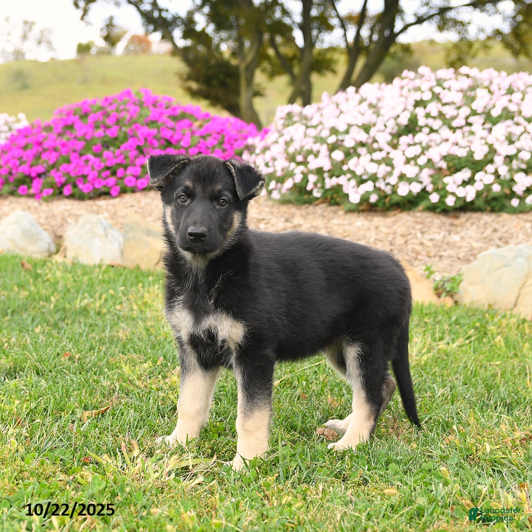 German Shepherd dogs for sale: Kiwi - Ad 3