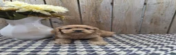 Cocker Spaniel dogs for sale: Scarlett - Ad 7