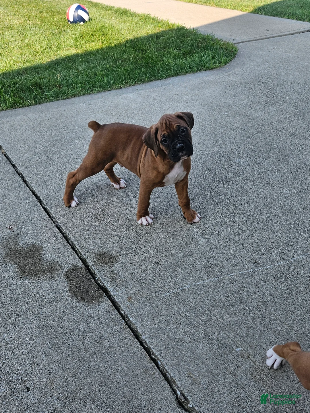 Gallery Image {{count}}