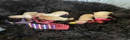 Maltipoo dogs for sale: Maltipoo Girls 🩷🩷🩷 - Ad 7