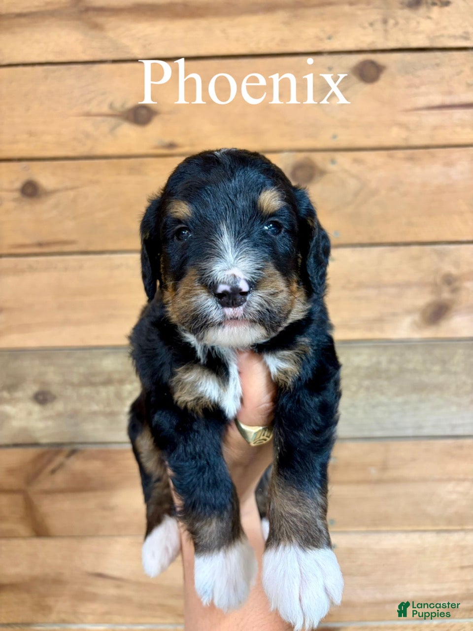 Bernedoodle dogs Phoenix - Ad 1