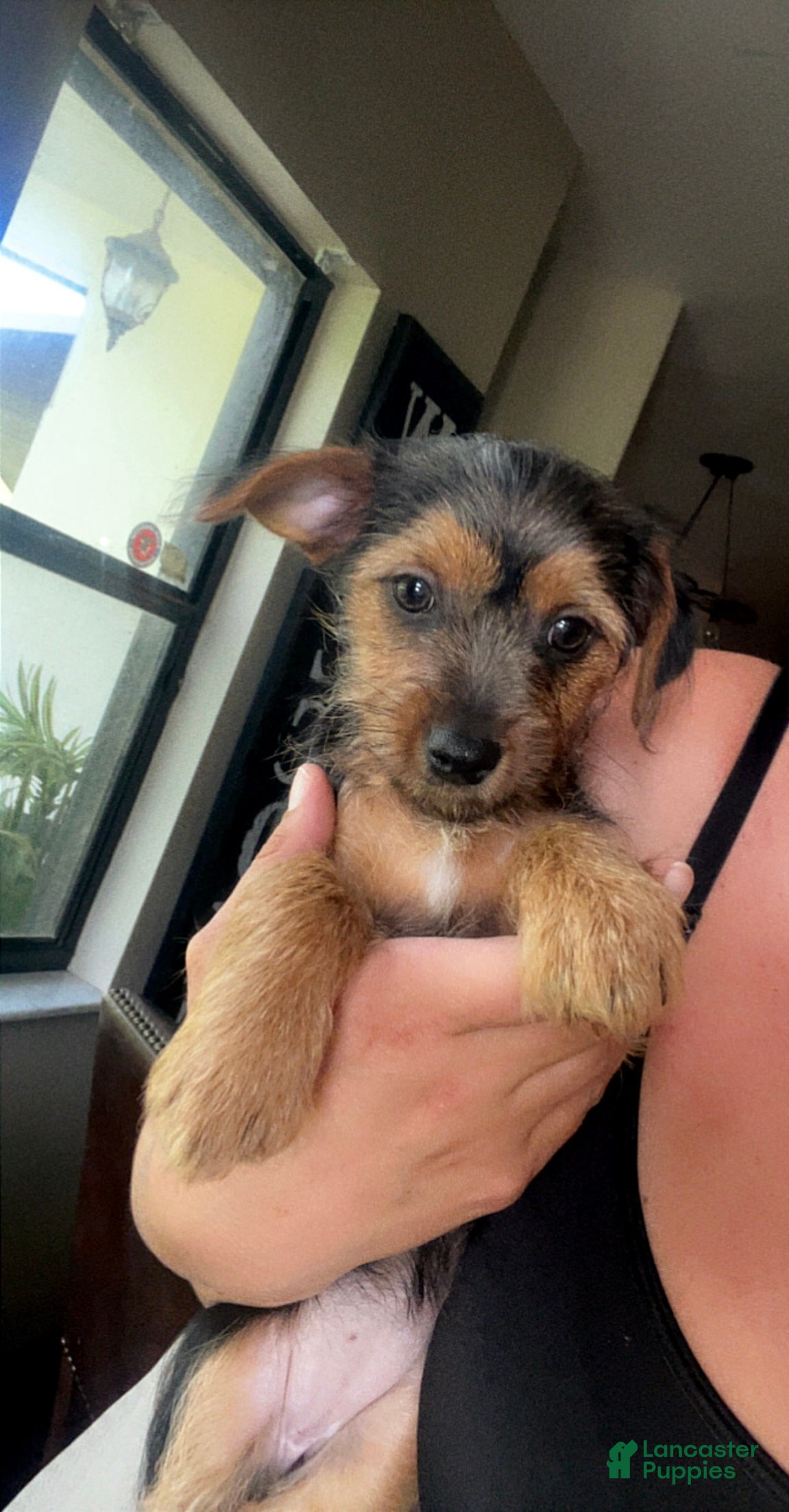 Mixed Breed dogs Mixed Breed 1 - Ad 20