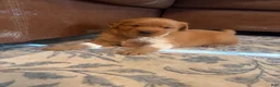 Golden Retriever dogs for sale: Golden Retriever 1 - Ad 3