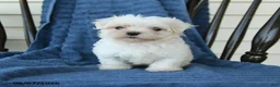 Maltese dogs for sale: Sharla - Ad 3