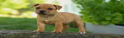 Staffordshire Bull Terrier dogs for sale: Mia Belle 🌸 - Ad 14