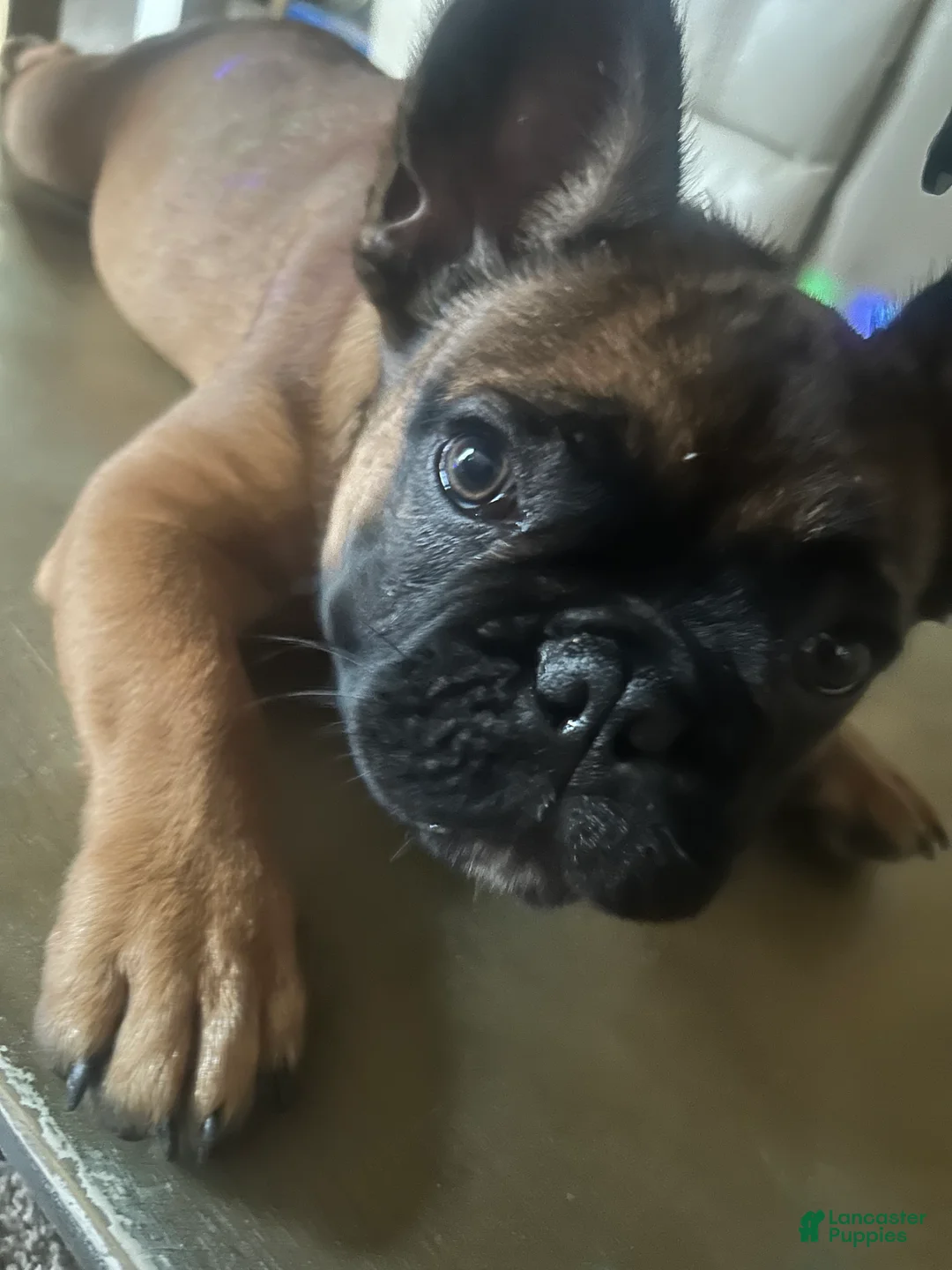 French Bulldog dogs for sale: French Bulldog 1 - Ad 2