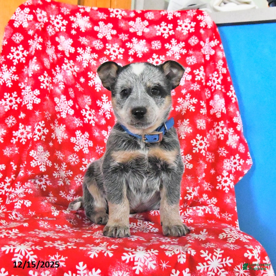 Australian Cattle Dog dogs Jack  - Ad 37