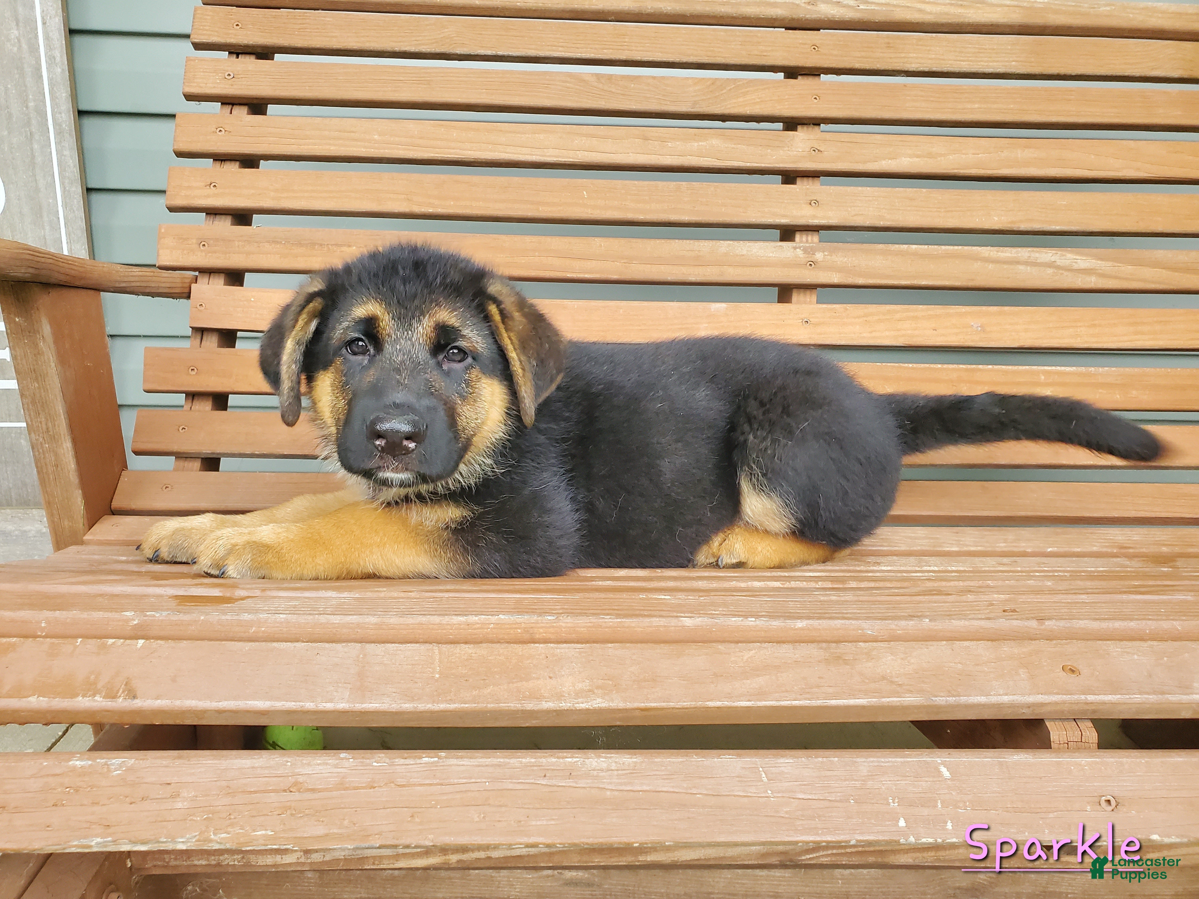 German Shepherd dogs Sparkle - Ad 1