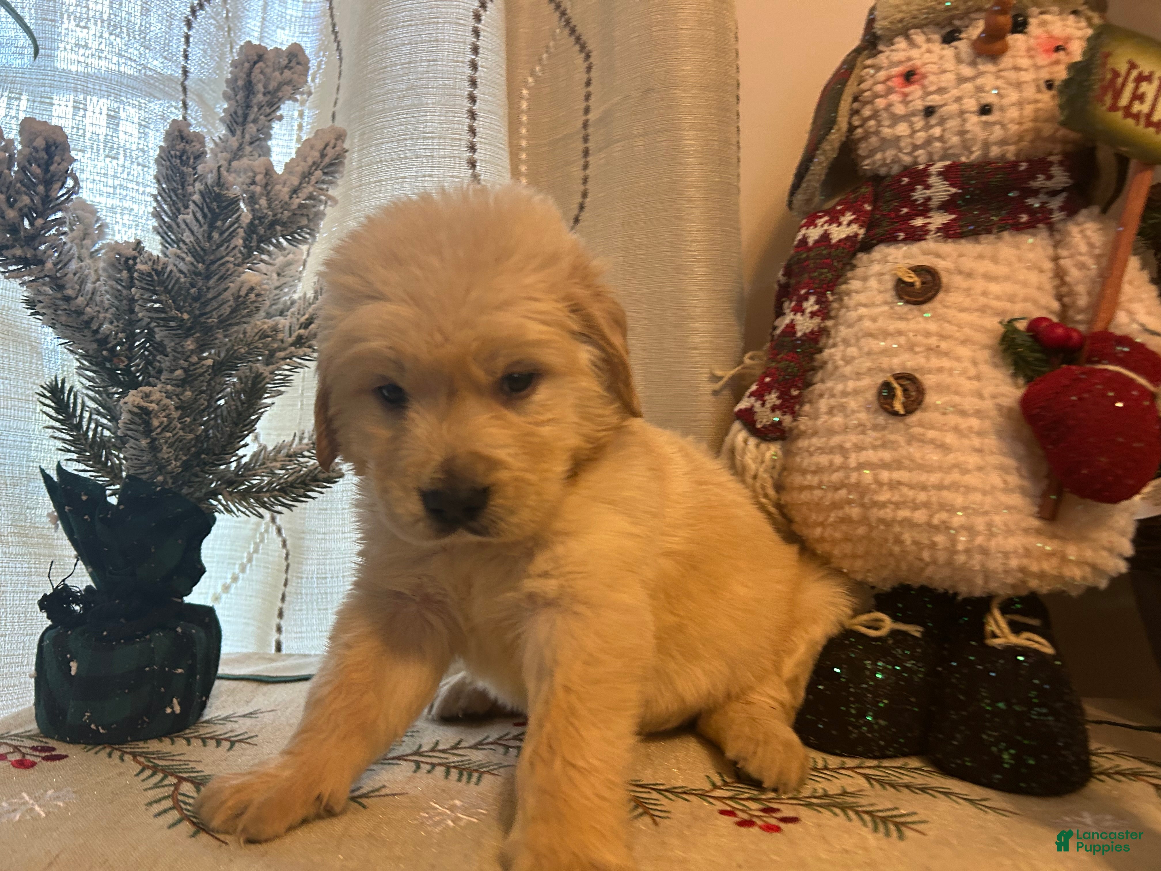 Golden Retriever dogs Blue  - Ad 1