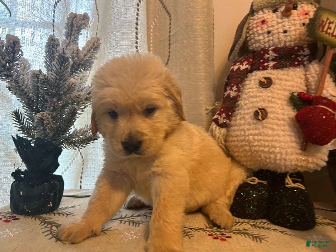 Golden Retriever dogs for sale: Blue  - Ad 1