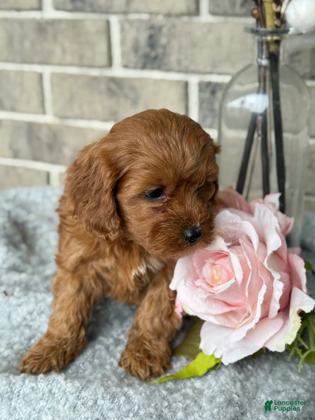 Cavapoo dogs for sale: Kiki - Ad 10