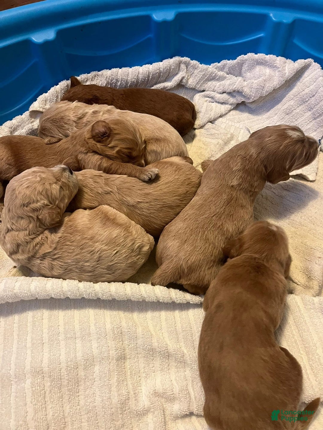 Mini Goldendoodle dogs for sale: Ranger - Ad 3