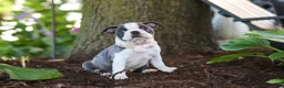 Boston Terrier dogs for sale: Mea - Ad 4