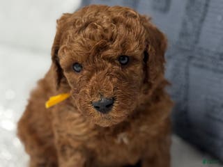 Mini Goldendoodle dogs Chunky Monkey - Ad 10