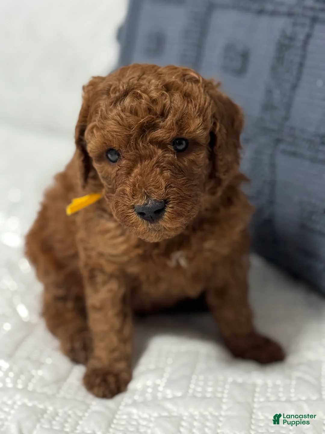 Mini Goldendoodle dogs for sale: Chunky Monkey - Ad 1