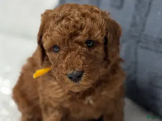 Mini Goldendoodle dogs Chunky Monkey - Ad 22