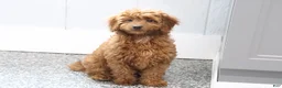 Mini Goldendoodle dogs for sale: April - Ad 7