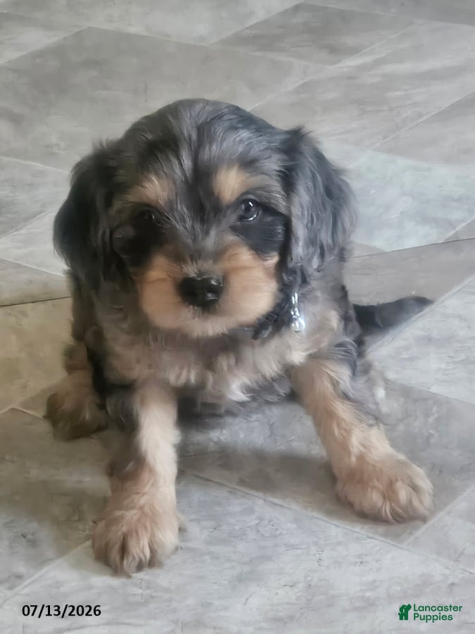 Cavapoo dogs Grant - Ad 1
