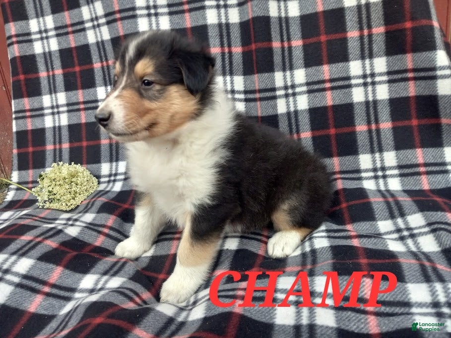 Collie dogs Champ - Ad 1