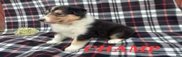 Collie dogs for sale: Champ - Ad 1