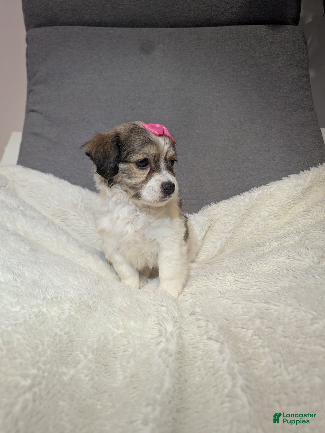 Havanese dogs for sale: Pebbles (short haired) - Ad 5