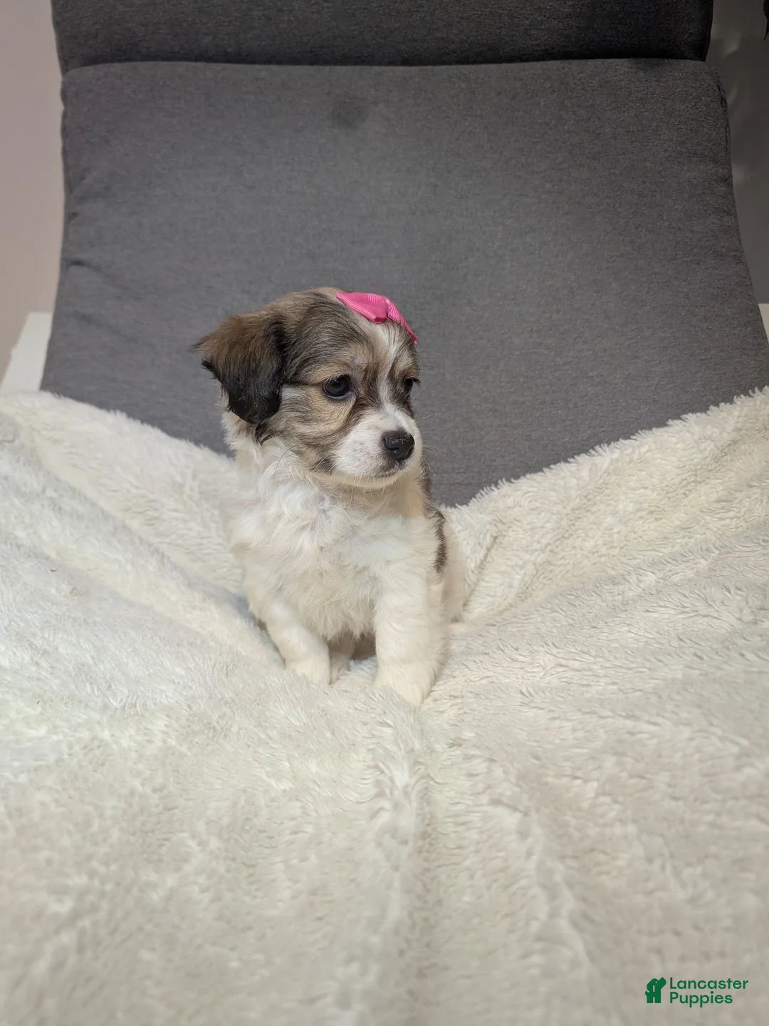 Havanese dogs for sale: Pebbles (short haired) - Ad 5