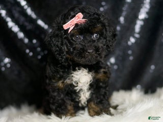 Mini Goldendoodle dogs - Ad 8