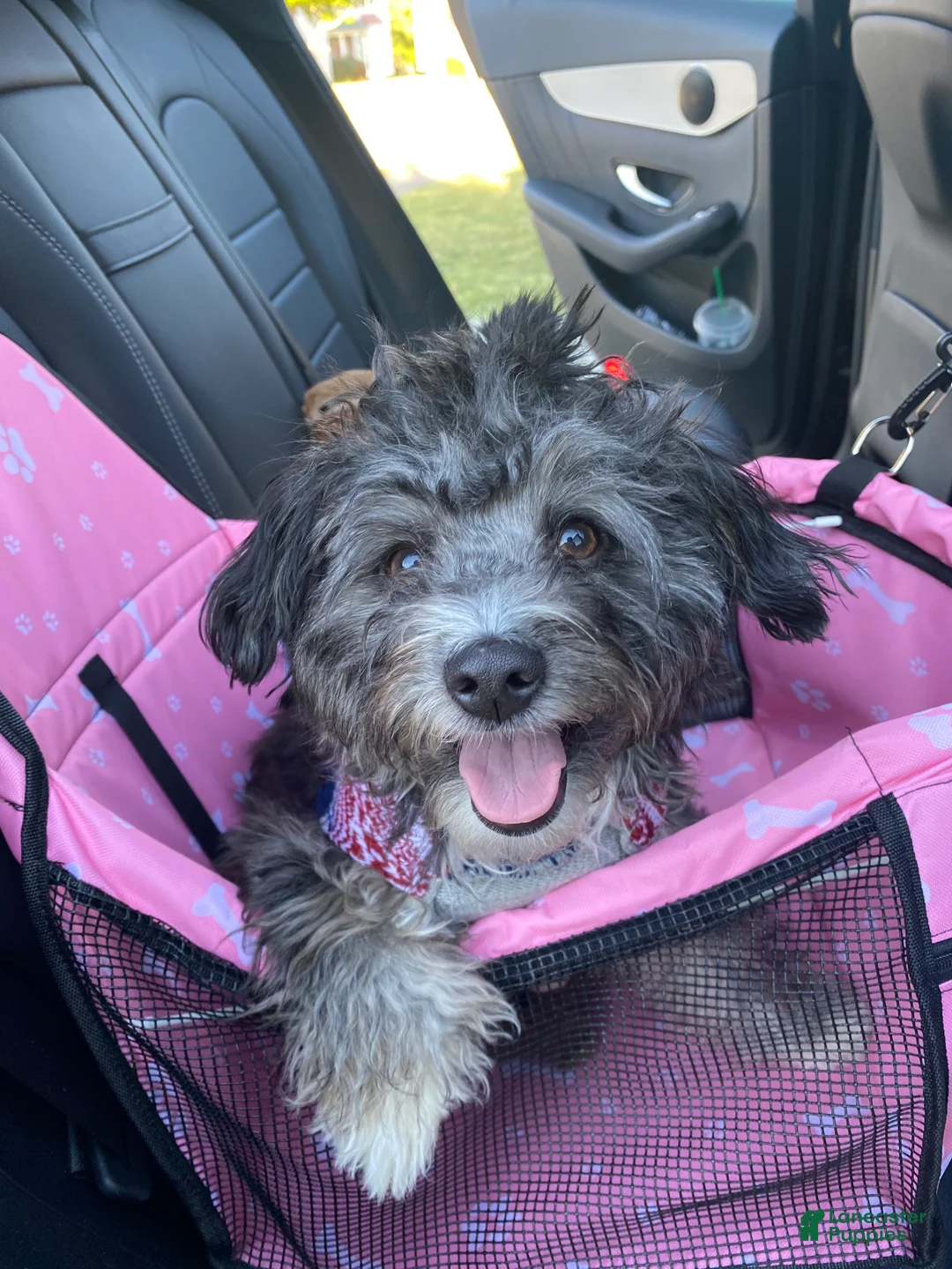 Mixed Breed dogs for sale: Mixed Breed Puppy 4 - Ad 2