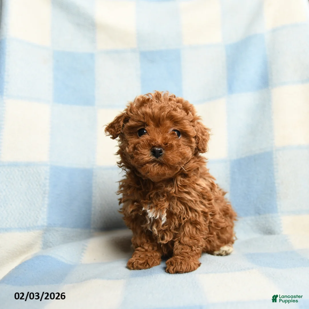 Toy Poodle dogs for sale: Annie - Ad 2