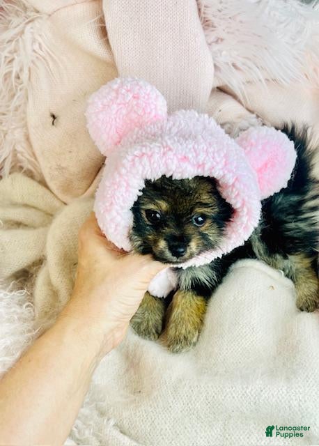 Pomeranian dogs Pomeranian Puppy 1 - Ad 13