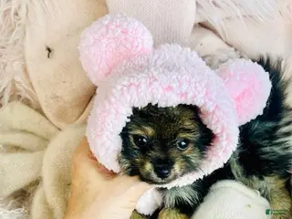 Pomeranian dogs Pomeranian Puppy 1 - Ad 13