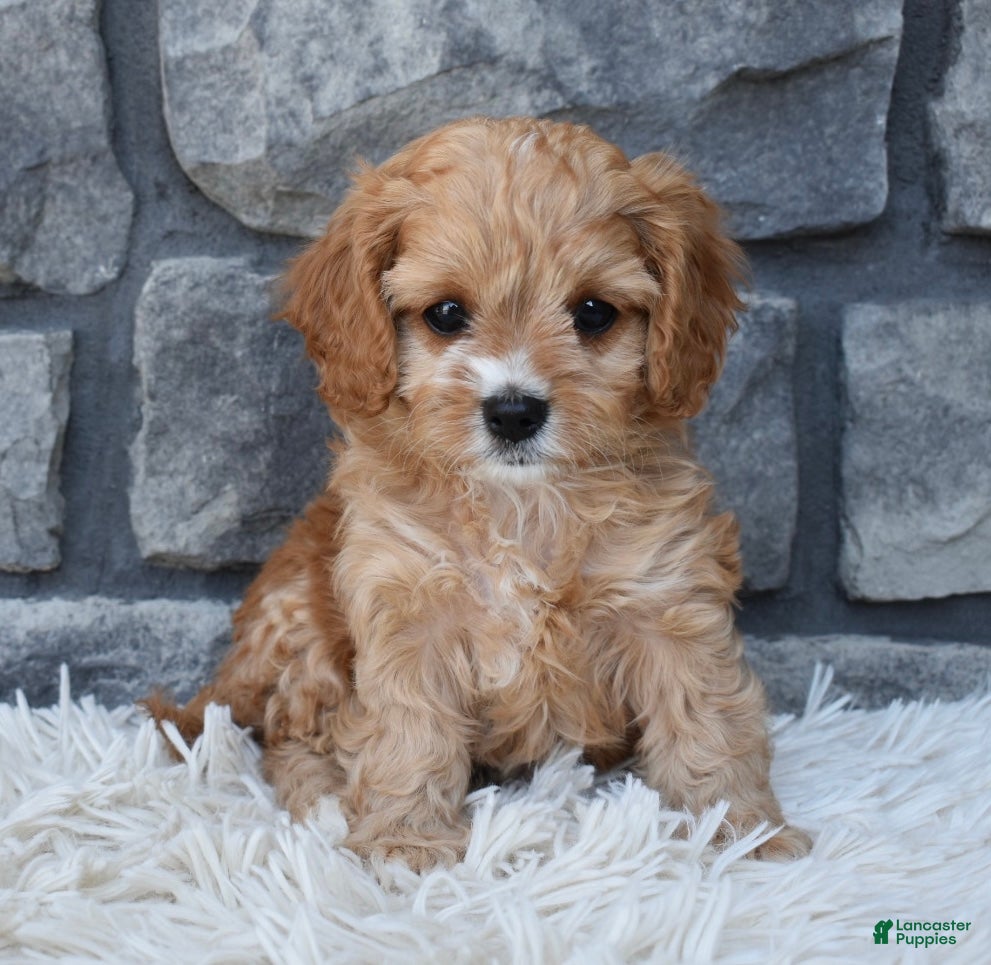 Cavapoo dogs Skye - Ad 2