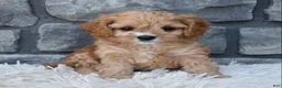 Cavapoo dogs for sale: Skye - Ad 4