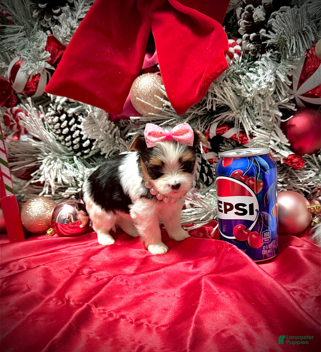 Yorkshire Terrier dogs for sale: Dot - Ad 18