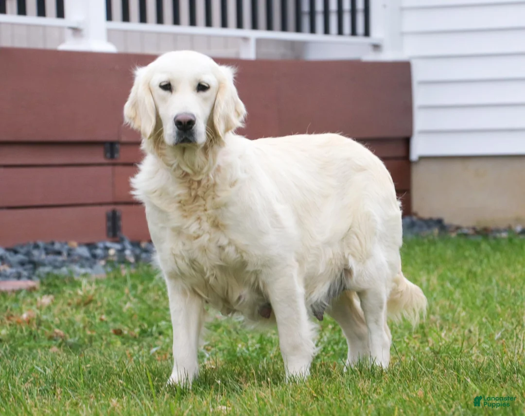 Goldador dogs for sale: Adira - Ad 6