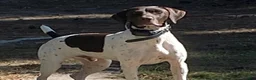 Mixed Breed dogs for sale: Mixed Breed 3 - Ad 4