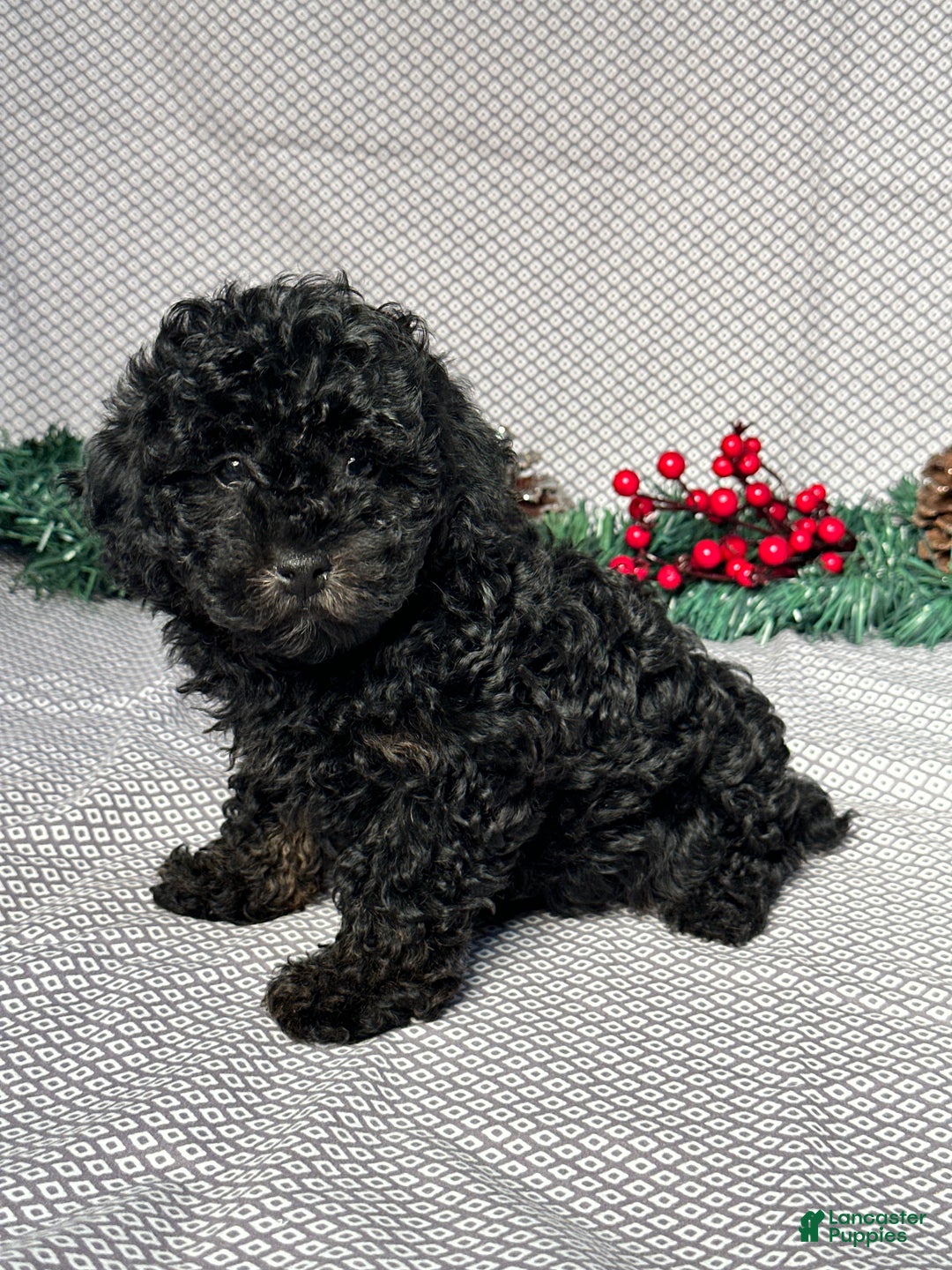 Miniature Poodle dogs for sale: Kevin - Ad 2