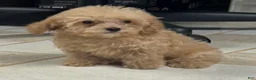 Toy Poodle dogs for sale: Ryan - Ad 3
