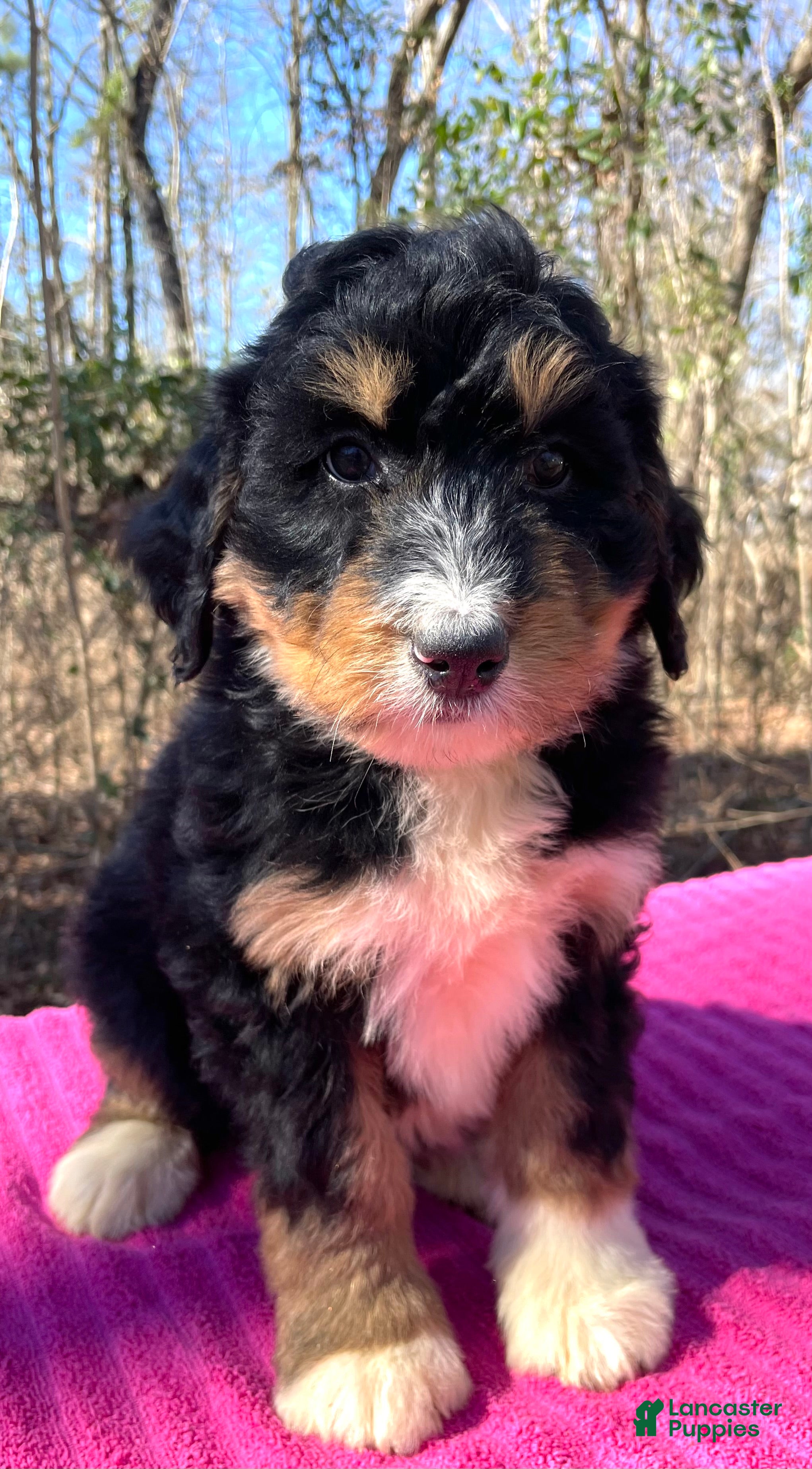 Bernedoodle dogs Ann - Ad 2