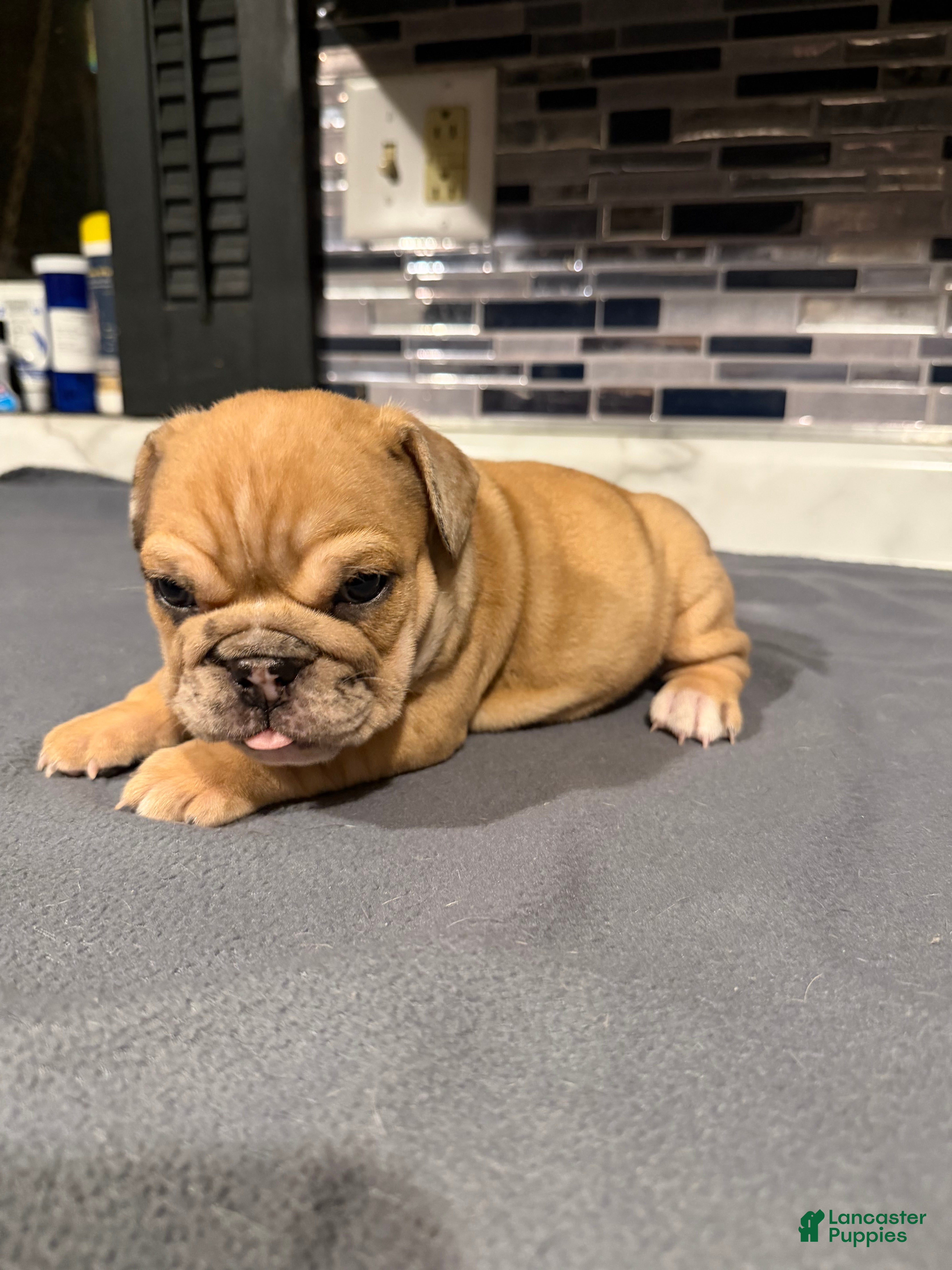 English Bulldog dogs Blue Fawn Merle Girl  - Ad 11