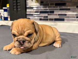 English Bulldog dogs Blue Fawn Merle Girl - Ad 6