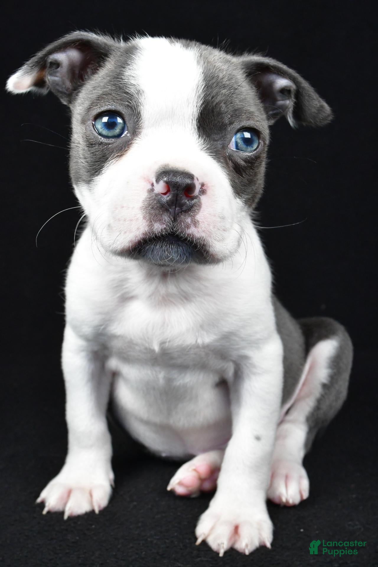 Callie (Boston Terrier, Female) in Millersburg, OH