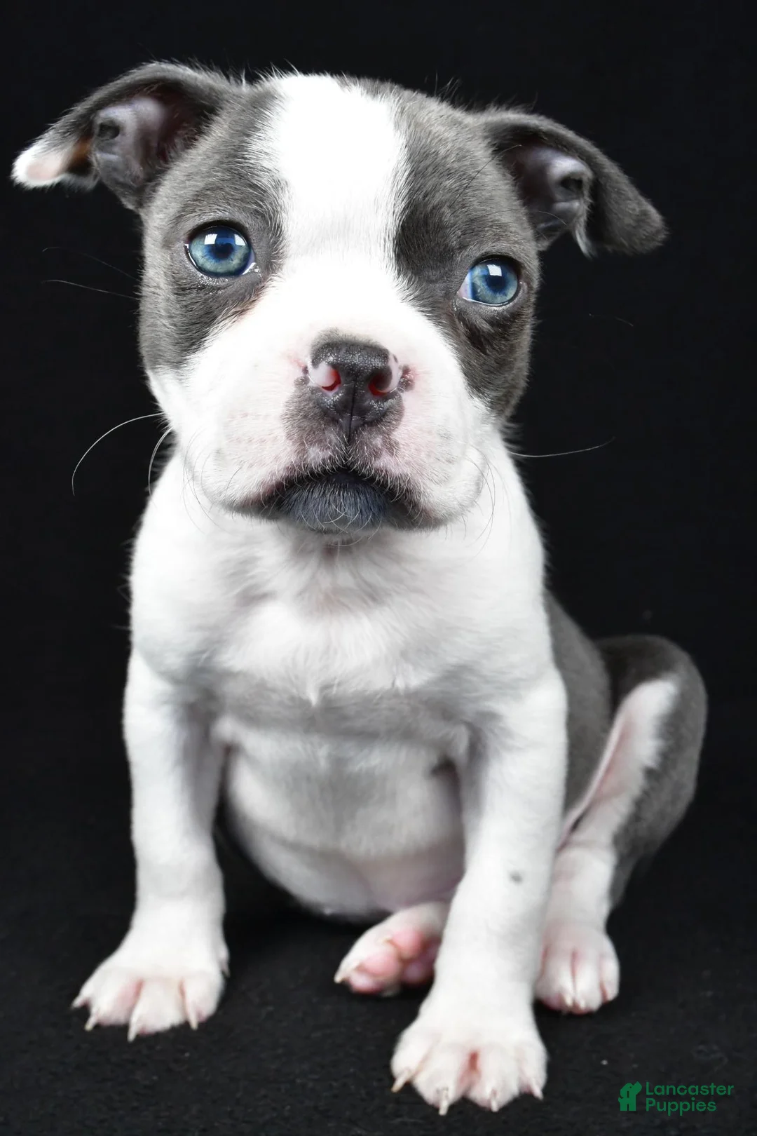 Boston Terrier dogs for sale: Callie - Ad 1