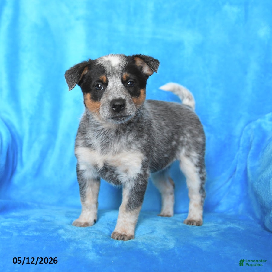 Australian Cattle Dog dogs Martha - Ad 1