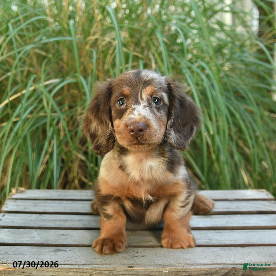 Miniature Dachshund dogs Prince   - Ad 1