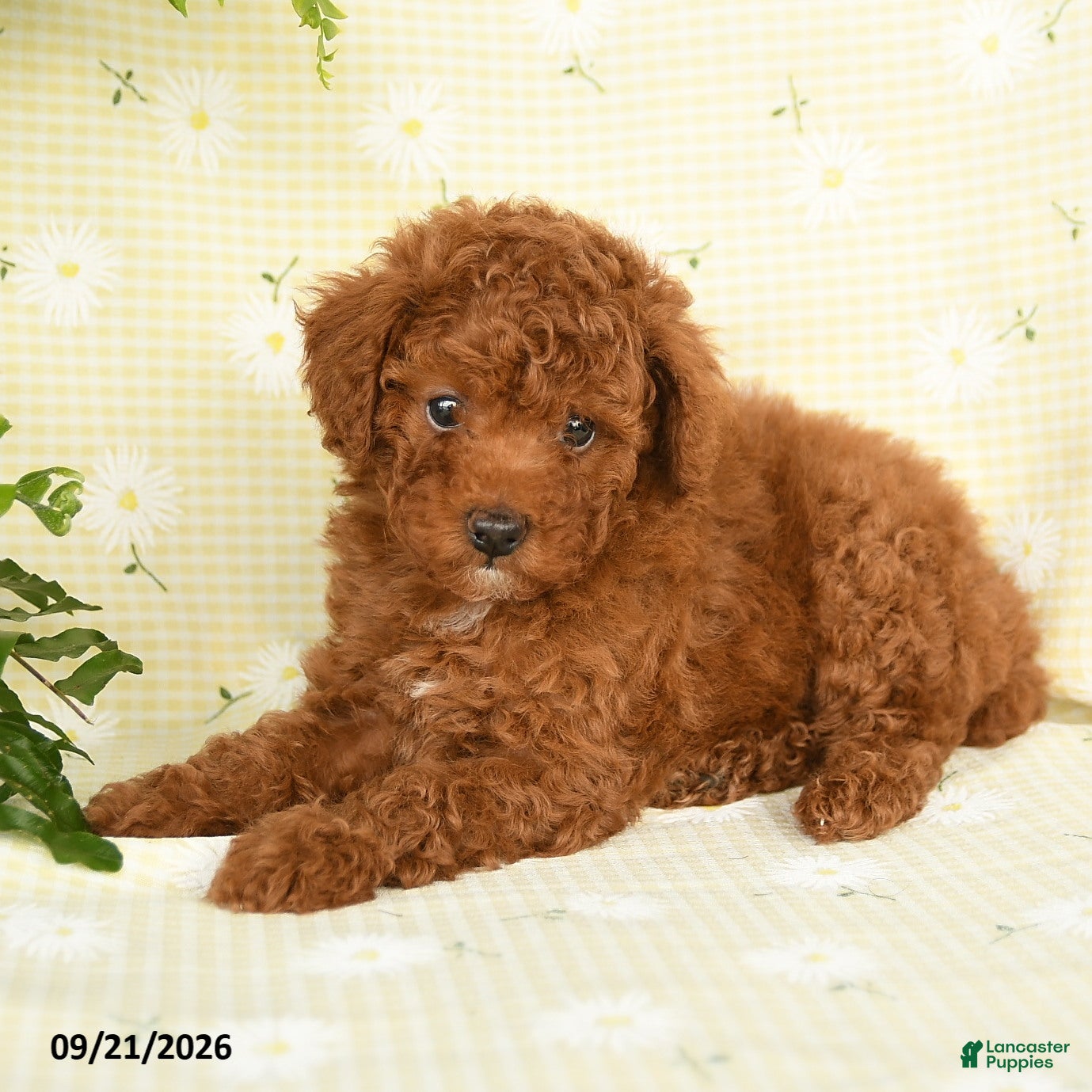 Toy Poodle dogs Jason - Ad 2