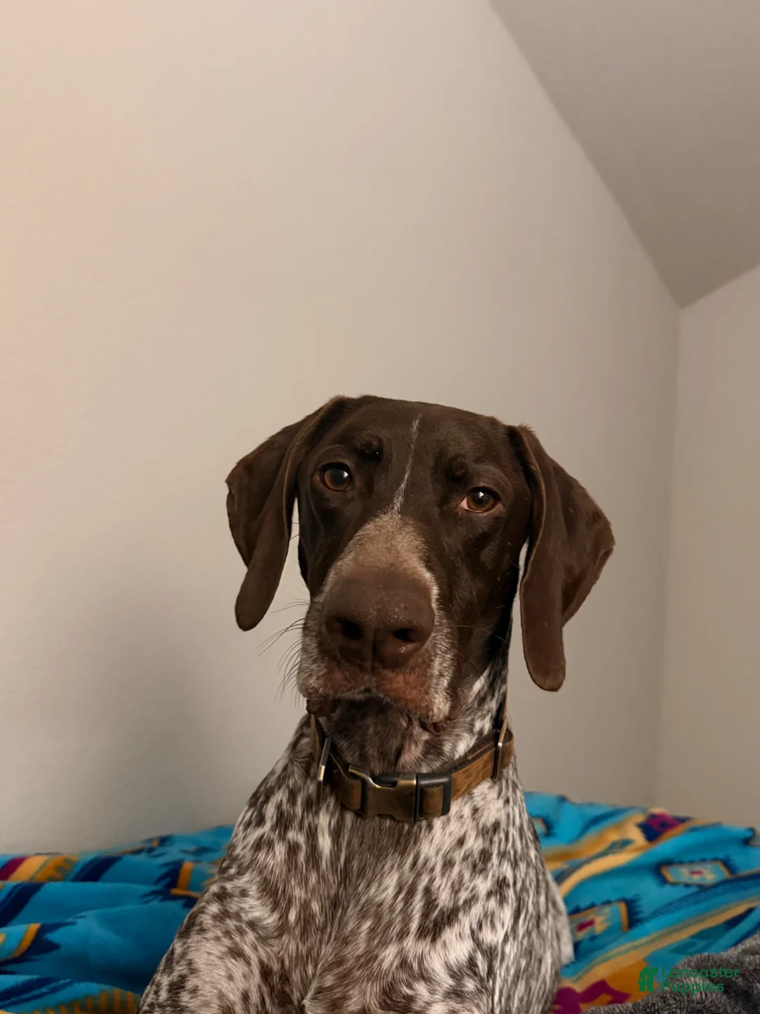German Shorthaired Pointer dogs for sale: German Shorthaired Pointer 3years old - Ad 4